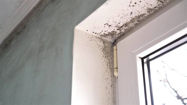 Professional Mold Removal in Romancoke, MD