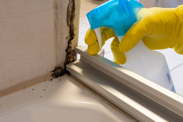 Best Toxic Mold Removal  in Romancoke, MD