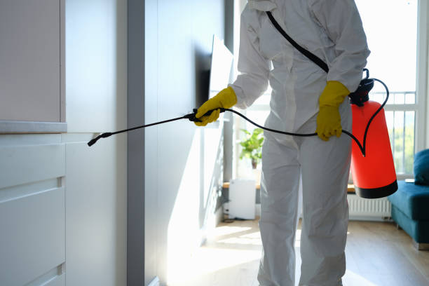 Best Emergency Mold Removal  in Romancoke, MD