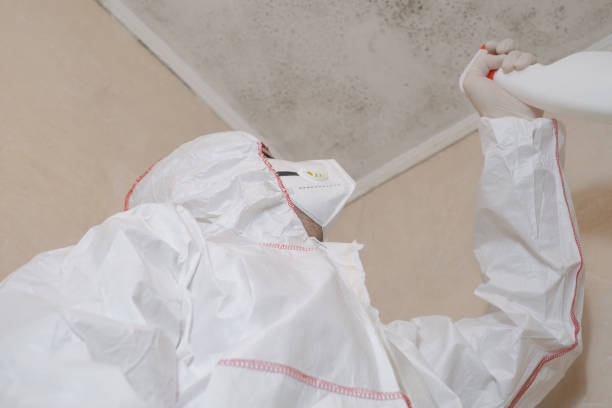 Best Local Mold Removal Service  in Romancoke, MD