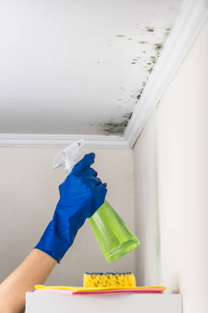 Best Professional Mold Removal  in Romancoke, MD